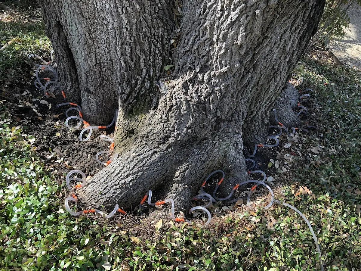 Detailed Shrub and Hedge Trimming job site in Foxworth