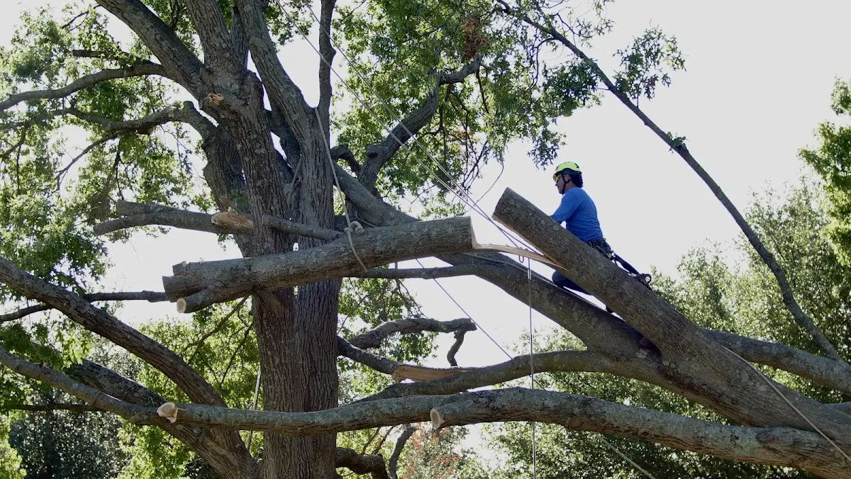 Professional Crown Thinning performed by certified arborists in Foxworth